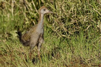 GALLINETA GRANDE (Aramides ypecaha) - Laguna del Diario - MALDONADO (Noviembre 2016)