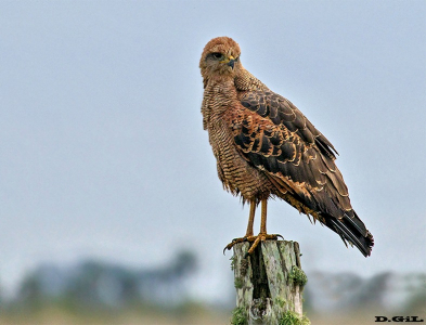 AGUILA COLORADA (Buteogallus meridionalis) - Ba&ntilde;ados de San Miguel - ROCHA (Abril 2015)