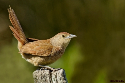 TIOTÍO COMÚN (Phacellodomus striaticollis) - Humedales del Santa Luc&igrave;a - MONTEVIDEO (Octubre 2018)