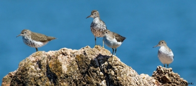 PLAYERITO MANCHADO (Actitis macularius) - Puerto del Buceo - MONTEVIDEO (Marzo 2021)