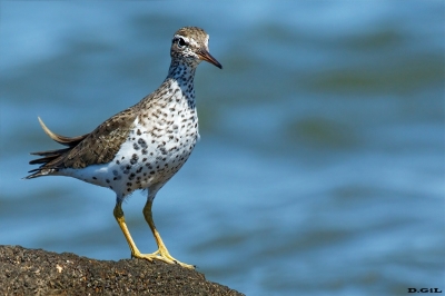 PLAYERITO MANCHADO (Actitis macularius) - Puerto del Buceo - MONTEVIDEO (Marzo 2021)