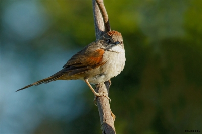 PiJUÍ BLANCUZCO (Synallaxis albescens) - Rincòn de Franquìa - BELLA UNION (Noviembre 2020)