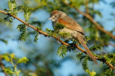 PIJUÍ BLANCUZCO (Synallaxis albescens) - Rincòn de Franquìa - BELLA UNION (Noviembre 2020)
