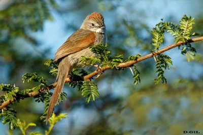 PIJUÍ BLANCUZCO (Synallaxis albescens) - Rincòn de Franquìa - BELLA UNION (Noviembre 2020)