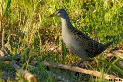 BURRITO GRANDE (Mustelirallus albicollis) - Bella Uniòn - ARTIGAS (Noviembre 2020)