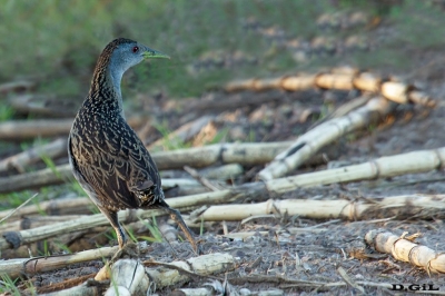 BURRITO GRANDE (Mustelirallus albicollis) - Bella Uniòn - ARTIGAS (Noviembre 2020)