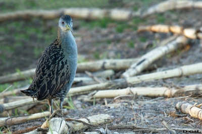BURRITO GRANDE (Mustelirallus albicollis) - Bella Uniòn - ARTIGAS (Noviembre 2020)