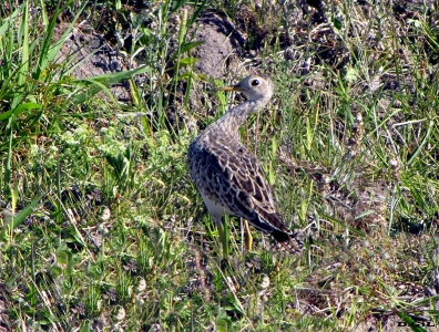 BATITÚ (Bartramia longicauda) - Campo en Colonia Palma-ARTIGAS (Noviembre 2010)