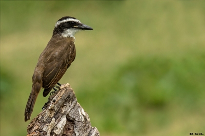 BENTEVEO COMÚN (Pitangus sulphuratus) - Laguna del Diario - MALDONADO (Marzo 2015)