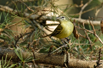 MOSQUETA PICO CURVO (Phyllomyias burmeisteri) - Jardìn Botànico - MONTEVIDEO (Setiembre 2019)