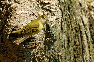 MOSQUETA PICO CURVO (Phyllomyias burmeisteri) - Jardin Botànico - MONTEVIDEO (Agosto 2019)