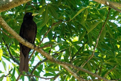 BOYERO RABADILLA ROJA (Cacicus haemorrhous) - Mones Quintela - BELLA UNION (Noviembre 2020)