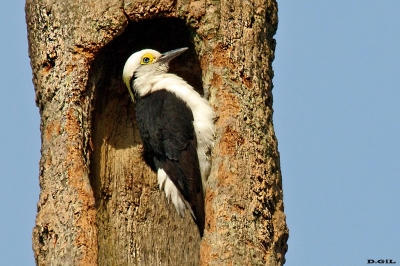 CARPINTERO BLANCO (Melanerpes candidus) - Parque Horacio Quiroga - SALTO (Agosto 2020)