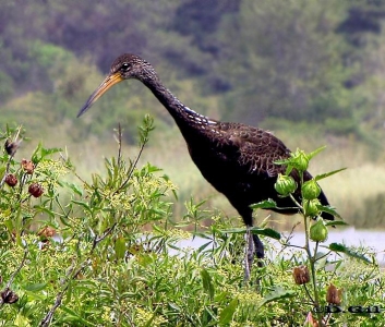 CARAO (Aramus guarauna) - Laguna Del Diario-MALDONADO (Enero 2009)
