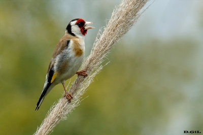 CARDELINO (Carduelis carduelis) - (Macho) Playa Penino - SAN JOSÈ (Noviembre 2020)