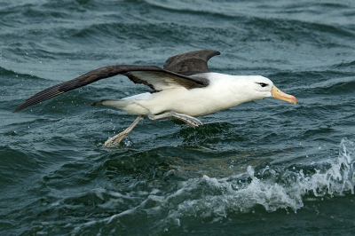 ALBATROS CEJA NEGRA (Thalassarche melanophris) - Salida Pelàgica desde Punta del Este (Julio 2020)