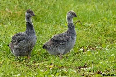 CHAJÁ (Chauna torquata) - (Pichones) Ba&ntilde;ado en La Arenisca - COLONIA (Diciembre 2017)
