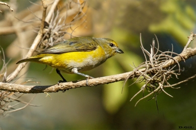 TANGARÁ GARGANTA VIOLACEA (Euphonia chlorotica) - (Hembra) Bella Uniòn - ARTIGAS (Noviembre 2020)