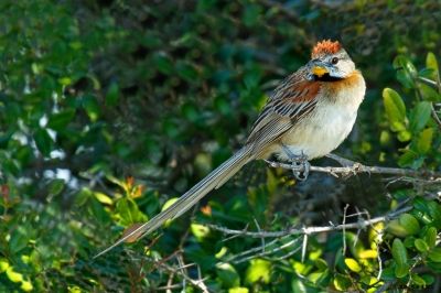 CHOTOY (Schoeniophylax phryganophila) - Colonia Wilson - SAN JOS&Egrave; (Octubre 2019)