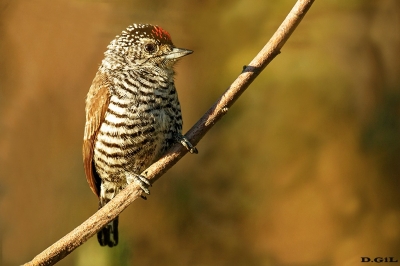 CARPINTERITO COMÚN (Picumnus cirratus)  - (Macho) Parque Horacio Quiroga - SALTO (Agosto 2020)