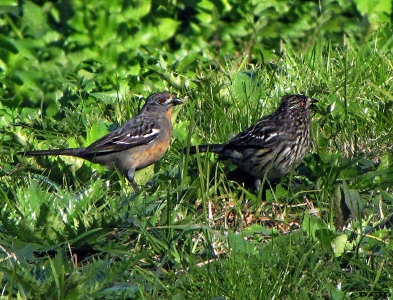 CORTARRAMAS (Phytotoma rutila) - (Pareja) Jardin Botánico- MONTEVIDEO (Julio 2009)