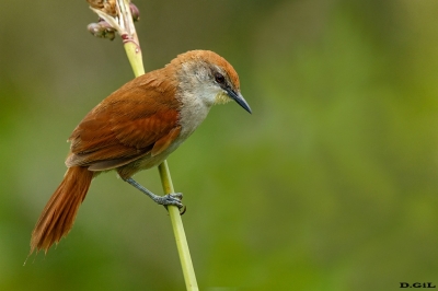 CURUTIÉ COLORADO (Certhiaxis cinnamomeus) - Costa de Pelotas - ROCHA (Enero 2021)