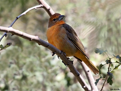 FUEGUERO (Piranga flava) - (Macho inmaduro) Monte sobre Río Yi-DURAZNO (Abril 2012)