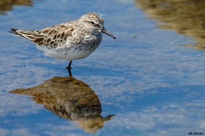 PLAYERITO RABADILLA BLANCA (Calidris fuscicollis) - Las Grutas - MALDONADO (Marzo 2021)