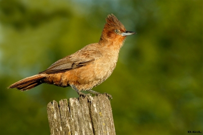 HORNERÓN (Pseudoseisura lophotes) - Rincòn de Franquìa - BELLA UNION - (Noviembre 2020)
