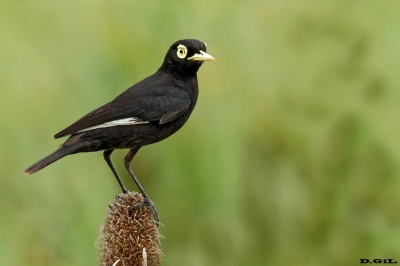 PICO DE PLATA (Hymenops perpicillatus) - Humedales del Santa Luc&igrave;a - MONTEVIDEO (Diciembre 2019)
