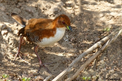 BURRITO PATAS ROJAS (Laterallus leucopyrrhus) - Laguna del Diario - MALDONADO (Marzo 2020)