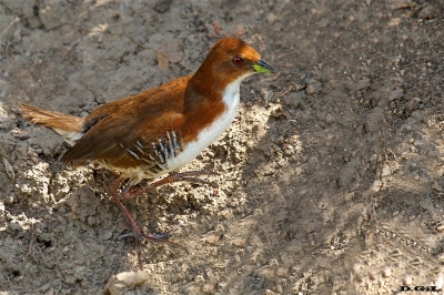 BURRITO PATAS ROJAS (Laterallus leucopyrrhus) - Laguna del Diario - MALDONADO (Marzo 2020)