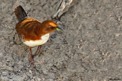 BURRITO PATAS ROJAS (Laterallus leucopyrrhus) - Laguna del Diario - MALDONADO (Marzo 2020)