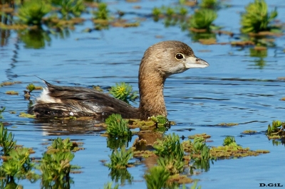 MACÁ PICO GRUESO (Podilymbus podiceps) - Bañado en La Arenisca - COLONIA (Diciembre 2018)