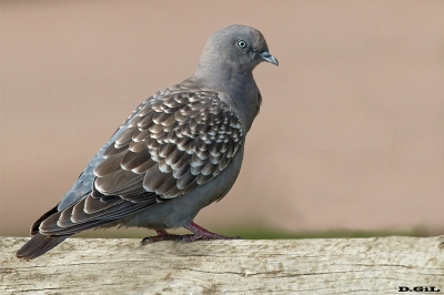 PALOMA ALA MANCHADA (Patagioenas maculosa) - Cumbres de la Ballena - MALDONADO (Diciembre 2019)