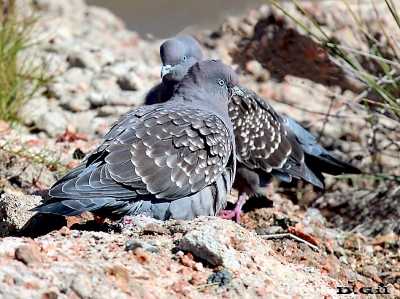 PALOMA ALA MANCHADA (Patagioenas maculosa)  - Faro de Punta Carretas-MONTEVIDEO (Julio 2011)