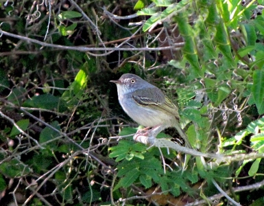 MOSQUETA OJO DORADO (Hemitriccus margaritaceiventer) - Rincon de Franquía-ARTIGAS (Octubre 2010)