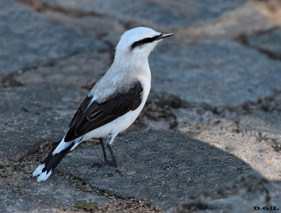 LAVANDERA ENMASCARADA (Fluvicola nengeta) - Praia da Forte - Bahìa - BRASIL (Abril 2012)