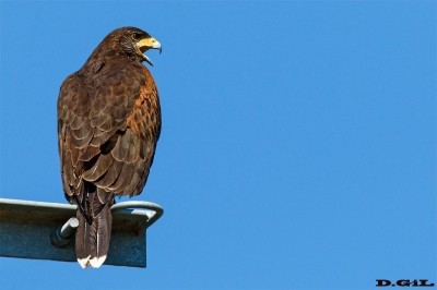 GAVILÁN MIXTO (Parabuteo unicinctus) - Colonia Wilson - SAN JOS&Egrave; (Octubre 2019)