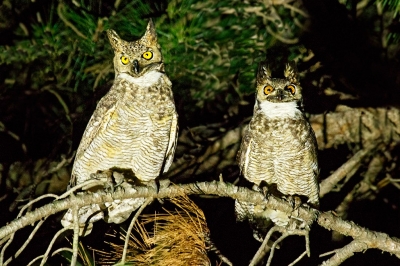 ÑACURUTÚ (Bubo virginianus) - (Pareja) Rincòn de Franquìa - BELLA UNION (Noviembre 2020)