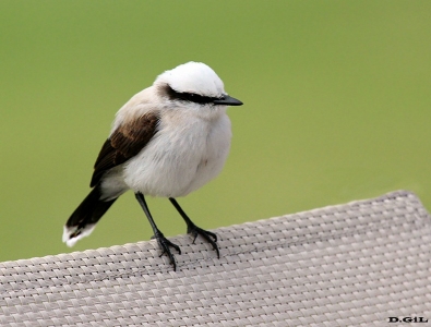 LAVANDERA ENMASCARADA (Fluvicola nengeta) - Reserva Imbassaì - Bahìa - BRASIL (Abril 2012)