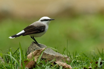 LAVANDERA ENMASCARADA (Fluvicola nengeta) - Barra da Tijuca - Rìo de Janeiro -BRASIL (Julio 2019)
