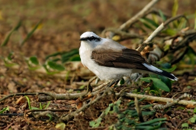 LAVANDERA ENMASCARADA (Fluvicola nengeta) - Lagoa de Freitas - Rìo de Janeiro -BRASIL (Julio 2019)