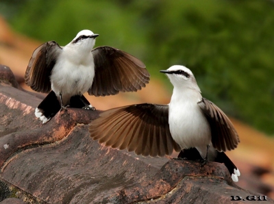 LAVANDERA ENMASCARADA (Fluvicola nengeta) - Angra dos Reis - BRASIL (Octubre 2015)