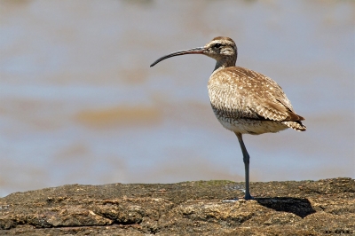 PLAYERO TRINADOR (Numenius phaeopus) - Puerto del Buceo - MONTEVIDEO (Noviembre 2019)