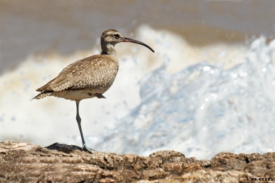 PLAYERO TRINADOR (Numenius phaeopus) - Puerto del Buceo - MONTEVIDEO (Noviembre 2019)