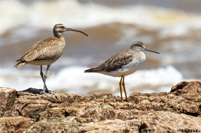 PLAYERO TRINADOR (Numenius phaeopus) - Junto a PLAYERO PATAS AMARILLAS 
Puerto del Buceo - MONTEVIDEO (Noviembre 2019)