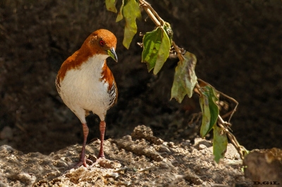 BURRITO PATAS ROJAS (Laterallus leucopyrrhus) - Colonia Nicolich - CANELONES (Enero 2020)