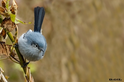PIOJITO AZULADO (Polioptila dumicola) - (Hembra) Monte en La Arenisca - COLONIA (Mayo 2016)