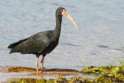 CUERVILLO CARA PELADA (Phimosus infuscatus)  - Laguna del Diario - MALDONADO (Enero 2020)